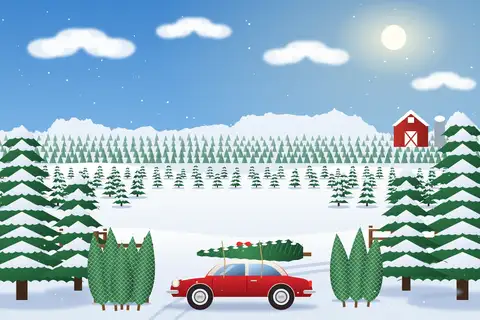 Juletræsplantage